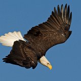 10SB8973 American Bald Eagle